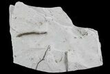 Ediacaran Aged Fossil Worms (Sabellidites) - Estonia #73533-1